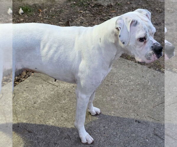 Medium Photo #2 Boxer Puppy For Sale in  Katy, TX, USA