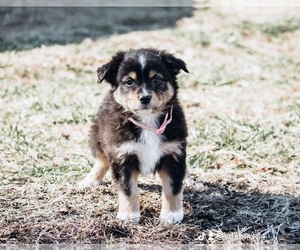 Australian Shepherd Puppy for sale in ELNORA, IN, USA