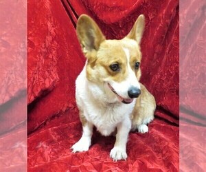 Mother of the Pembroke Welsh Corgi puppies born on 08/22/2021