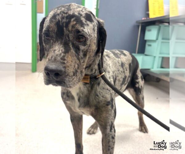 Medium Photo #2 Catahoula Leopard Dog-Retriever  Mix Puppy For Sale in Washington, DC, USA