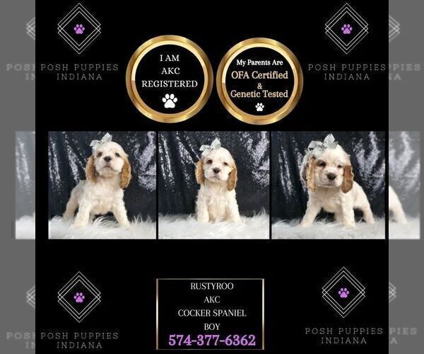 Medium Photo #2 Cocker Spaniel Puppy For Sale in WARSAW, IN, USA