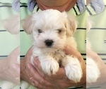 Puppy 3 Maltese