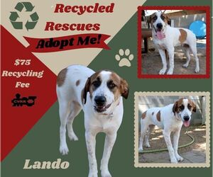 Anatolian Shepherd-Unknown Mix Dogs for adoption in Lindsay, CA, USA