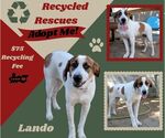 Lando (Recycle) - Female Anatolian Shepherd-Unknown Mix Dog for Adoption - Small photo