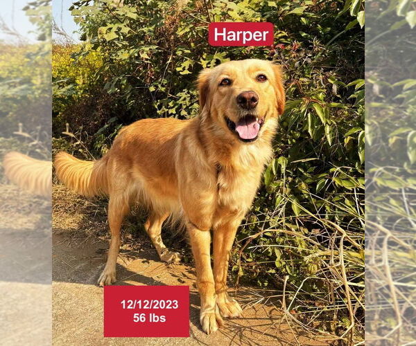 Medium Photo #3 Golden Retriever Puppy For Sale in West Hollywood, CA, USA