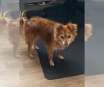 Small #4 Pomeranian Mix