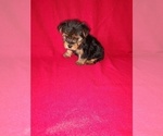 Puppy Mickey Yorkshire Terrier