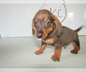Dachshund Puppy for sale in SOUTH BEND, IN, USA