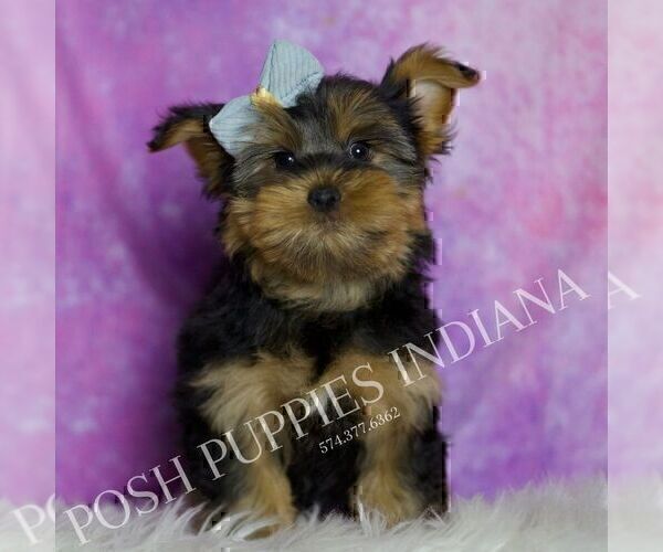 Medium Photo #2 Yorkshire Terrier Puppy For Sale in WARSAW, IN, USA