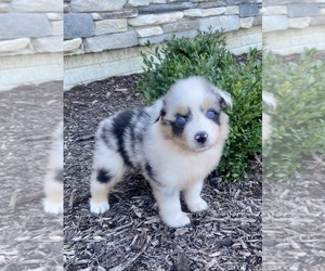 Australian Shepherd Puppy for sale in LODA, IL, USA