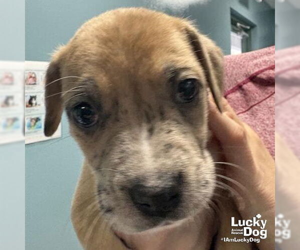 Medium Photo #1 Labrador Retriever-Unknown Mix Puppy For Sale in Washington, DC, USA