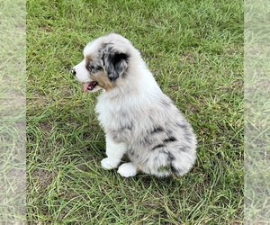 Australian Shepherd Puppy for sale in PLANT CITY, FL, USA