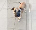Small #3 Boxer Mix