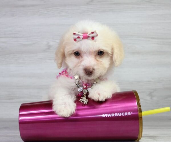Medium Photo #16 Maltipoo Puppy For Sale in LAS VEGAS, NV, USA