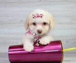 Small Photo #16 Maltipoo Puppy For Sale in LAS VEGAS, NV, USA
