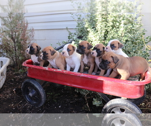 Boxer Puppy for sale in SHILOH, OH, USA