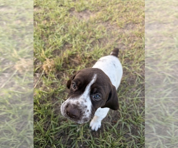 Medium Photo #15 German Shorthaired Pointer Puppy For Sale in CAMDEN, SC, USA