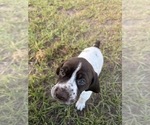 Small #14 German Shorthaired Pointer