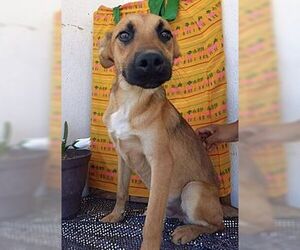 Bianca - Female Black Mouth Cur-Boxer Mix Dog for Adoption - Photo #3