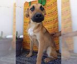 Small #2 Black Mouth Cur-Boxer Mix
