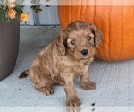 Small #4 Cavapoo