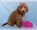 Small #1 Goldendoodle (Miniature)