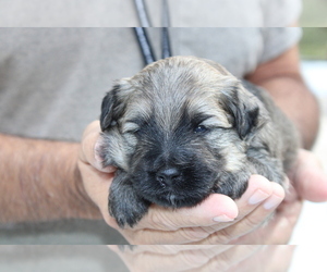 Medium Aussie-Poo-Poodle (Toy) Mix