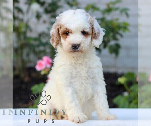 Medium Photo #1 Goldendoodle (Miniature) Puppy For Sale in LITITZ, PA, USA
