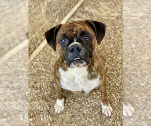 Boxer Dogs for adoption in Austin, TX, USA