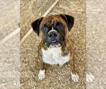 Small Boxer