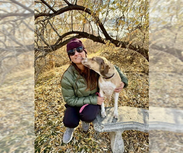 Medium Photo #9 Mutt Puppy For Sale in Sandy, UT, USA