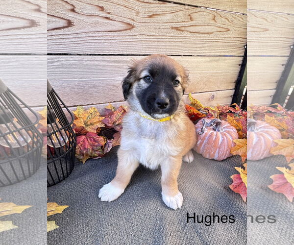 Medium Photo #1 Labrador Retriever-Unknown Mix Puppy For Sale in Fort Worth, TX, USA