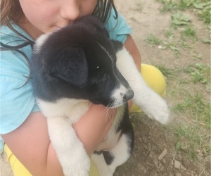 Alaskan Husky-Chinese Shar-Pei Mix Puppy for sale in CHAGRIN FALLS, OH, USA