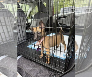 Disney Dogs - Perdita - Located in FL - Female Mutt Dog for Adoption - Photo #4
