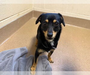 Mutt Dogs for adoption in Martinez, CA, USA