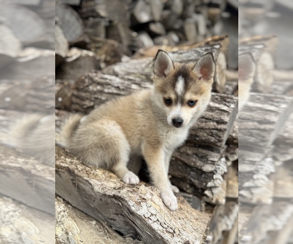 Medium Photo #4 Pomsky Puppy For Sale in STAPLES, MN, USA