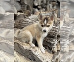 Small #3 Pomsky