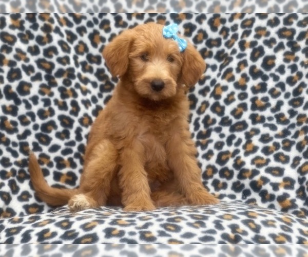 Medium Photo #12 Labradoodle Puppy For Sale in LAKELAND, FL, USA