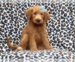 Small Photo #12 Labradoodle Puppy For Sale in LAKELAND, FL, USA