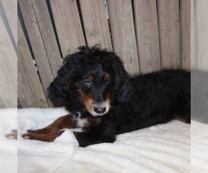 Bernedoodle-Poodle (Miniature) Mix Puppy for sale in STANLEY, WI, USA