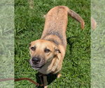 Small #1 Labrador Retriever Mix