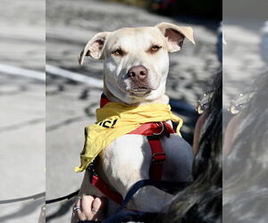 Labrenees Dogs for adoption in Wakefield, RI, USA