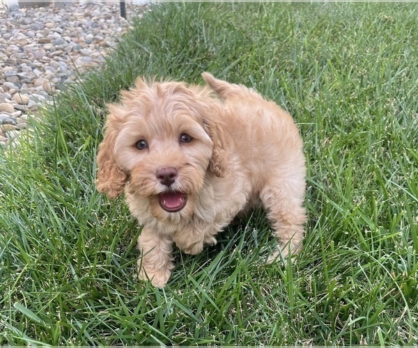 Medium Photo #9 Cavapoo Puppy For Sale in GREENWOOD, IN, USA