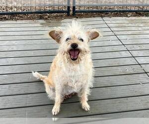 Cairn Terrier-Unknown Mix Dogs for adoption in Orange, CA, USA