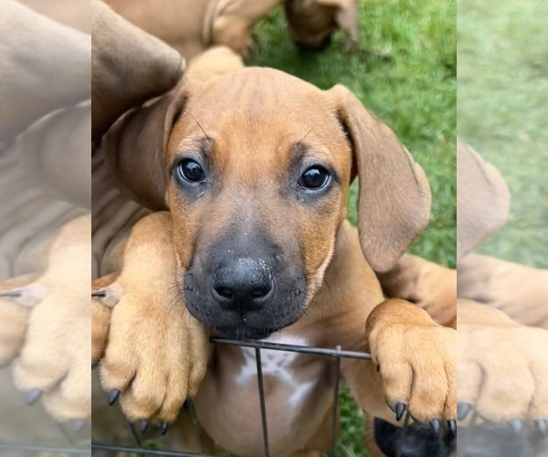 Medium Photo #7 Rhodesian Ridgeback Puppy For Sale in RIVERSIDE, CA, USA