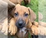 Small #6 Rhodesian Ridgeback