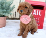 Small Photo #4 Goldendoodle (Miniature) Puppy For Sale in HONEY BROOK, PA, USA