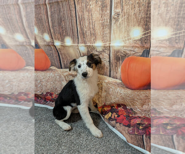 Medium Photo #1 Australian Shepherd Puppy For Sale in Brewster, NY, USA