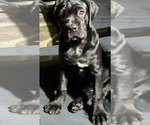 Puppy Zeena Cane Corso
