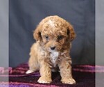 Small #4 Cavapoo (Miniature)